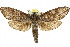  ( - 10ANIC-09294)  @15 [ ] CreativeCommons - Attribution (2010) CBG Photography Group Centre for Biodiversity Genomics