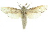  (Endoxyla nephocosma - 10ANIC-09312)  @15 [ ] CreativeCommons - Attribution (2010) CBG Photography Group Centre for Biodiversity Genomics