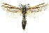  ( - 10ANIC-09332)  @15 [ ] CreativeCommons - Attribution (2010) CBG Photography Group Centre for Biodiversity Genomics