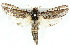 ( - 10ANIC-09334)  @15 [ ] CreativeCommons - Attribution (2010) CBG Photography Group Centre for Biodiversity Genomics