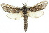  ( - 10ANIC-09335)  @15 [ ] CreativeCommons - Attribution (2010) CBG Photography Group Centre for Biodiversity Genomics