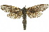  ( - 10ANIC-09351)  @15 [ ] CreativeCommons - Attribution (2010) CBG Photography Group Centre for Biodiversity Genomics