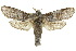  ( - 10ANIC-09352)  @15 [ ] CreativeCommons - Attribution (2010) CBG Photography Group Centre for Biodiversity Genomics