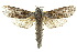  ( - 10ANIC-09354)  @15 [ ] CreativeCommons - Attribution (2010) CBG Photography Group Centre for Biodiversity Genomics
