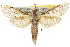  ( - 10ANIC-09390)  @15 [ ] CreativeCommons - Attribution (2010) CBG Photography Group Centre for Biodiversity Genomics
