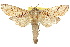  ( - 10ANIC-09402)  @15 [ ] CreativeCommons - Attribution (2010) CBG Photography Group Centre for Biodiversity Genomics