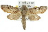  ( - 10ANIC-09431)  @11 [ ] CreativeCommons - Attribution (2010) CBG Photography Group Centre for Biodiversity Genomics