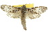  (Sympycnodes rhaptodes - 10ANIC-09432)  @15 [ ] CreativeCommons - Attribution (2010) CBG Photography Group Centre for Biodiversity Genomics