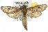  ( - 10ANIC-09433)  @11 [ ] CreativeCommons - Attribution (2010) CBG Photography Group Centre for Biodiversity Genomics