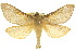  (Oxycanus promiscuus - 10ANIC-09454)  @13 [ ] CreativeCommons - Attribution (2010) CBG Photography Group Centre for Biodiversity Genomics