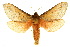  (Oxycanus sirpus - 10ANIC-09466)  @15 [ ] CreativeCommons - Attribution (2010) CBG Photography Group Centre for Biodiversity Genomics