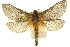  (Oxycanus armatus - 10ANIC-09472)  @15 [ ] CreativeCommons - Attribution (2010) CBG Photography Group Centre for Biodiversity Genomics