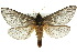 (Oxycanus niphadias - 10ANIC-09474)  @15 [ ] CreativeCommons - Attribution (2010) CBG Photography Group Centre for Biodiversity Genomics