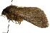  ( - 10ANIC-09486)  @12 [ ] CreativeCommons - Attribution (2010) CBG Photography Group Centre for Biodiversity Genomics