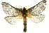  ( - 10ANIC-09487)  @15 [ ] CreativeCommons - Attribution (2010) CBG Photography Group Centre for Biodiversity Genomics