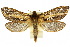  (Oxycanus maculosus - 10ANIC-09488)  @15 [ ] CreativeCommons - Attribution (2010) CBG Photography Group Centre for Biodiversity Genomics