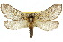  ( - 10ANIC-09501)  @15 [ ] CreativeCommons - Attribution (2010) CBG Photography Group Centre for Biodiversity Genomics