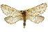  ( - 10ANIC-09502)  @14 [ ] CreativeCommons - Attribution (2010) CBG Photography Group Centre for Biodiversity Genomics