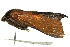  ( - 10ANIC-09512)  @13 [ ] CreativeCommons - Attribution (2010) CBG Photography Group Centre for Biodiversity Genomics
