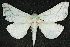  ( - 10ANIC-09544)  @13 [ ] CreativeCommons - Attribution (2010) CBG Photography Group Centre for Biodiversity Genomics