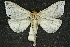  ( - 10ANIC-09545)  @13 [ ] CreativeCommons - Attribution (2010) CBG Photography Group Centre for Biodiversity Genomics