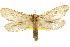  ( - 10ANIC-09627)  @13 [ ] CreativeCommons - Attribution (2010) CBG Photography Group Centre for Biodiversity Genomics