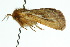 ( - 10ANIC-09655)  @13 [ ] CreativeCommons - Attribution (2010) CBG Photography Group Centre for Biodiversity Genomics