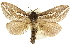  ( - 10ANIC-09718)  @14 [ ] CreativeCommons - Attribution (2010) CBG Photography Group Centre for Biodiversity Genomics