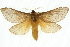  (Oxycanus sp. ANIC1 - 10ANIC-09772)  @15 [ ] CreativeCommons - Attribution (2010) CBG Photography Group Centre for Biodiversity Genomics