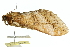  (Oxycanus beltista - 10ANIC-09780)  @13 [ ] CreativeCommons - Attribution (2010) CBG Photography Group Centre for Biodiversity Genomics