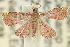  (Baeoptila leptorrhoda - 10ANIC-09117)  @13 [ ] CreativeCommons - Attribution (2010) CBG Photography Group Centre for Biodiversity Genomics
