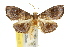  ( - 10ANIC-09891)  @13 [ ] CreativeCommons - Attribution (2010) CBG Photography Group Centre for Biodiversity Genomics