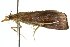  ( - 10ANIC-09893)  @13 [ ] CreativeCommons - Attribution (2010) CBG Photography Group Centre for Biodiversity Genomics