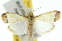  ( - 10ANIC-09913)  @14 [ ] CreativeCommons - Attribution (2010) CBG Photography Group Centre for Biodiversity Genomics