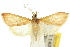  ( - 10ANIC-09919)  @11 [ ] CreativeCommons - Attribution (2010) CBG Photography Group Centre for Biodiversity Genomics