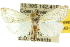  (Canuza sp. ANIC6 - 10ANIC-09959)  @15 [ ] CreativeCommons - Attribution (2010) CBG Photography Group Centre for Biodiversity Genomics