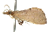  ( - 10ANIC-09985)  @12 [ ] CreativeCommons - Attribution (2010) CBG Photography Group Centre for Biodiversity Genomics