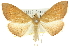  ( - 10ANIC-10030)  @11 [ ] CreativeCommons - Attribution (2010) CBG Photography Group Centre for Biodiversity Genomics