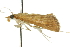  ( - 10ANIC-10050)  @13 [ ] CreativeCommons - Attribution (2010) CBG Photography Group Centre for Biodiversity Genomics
