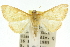  ( - 10ANIC-10057)  @11 [ ] CreativeCommons - Attribution (2010) CBG Photography Group Centre for Biodiversity Genomics