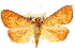  ( - 10ANIC-10061)  @11 [ ] CreativeCommons - Attribution (2010) CBG Photography Group Centre for Biodiversity Genomics