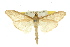  ( - 10ANIC-10067)  @14 [ ] CreativeCommons - Attribution (2010) CBG Photography Group Centre for Biodiversity Genomics