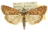  ( - 10ANIC-10077)  @15 [ ] CreativeCommons - Attribution (2010) CBG Photography Group Centre for Biodiversity Genomics