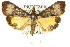  ( - 10ANIC-10094)  @15 [ ] CreativeCommons - Attribution (2010) CBG Photography Group Centre for Biodiversity Genomics