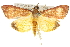  (Uresiphita insulicola - 10ANIC-10097)  @15 [ ] CreativeCommons - Attribution (2010) CBG Photography Group Centre for Biodiversity Genomics