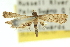  ( - 10ANIC-10110)  @13 [ ] CreativeCommons - Attribution (2010) CBG Photography Group Centre for Biodiversity Genomics