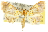  ( - 10ANIC-10220)  @11 [ ] CreativeCommons - Attribution (2010) CBG Photography Group Centre for Biodiversity Genomics