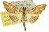  ( - 10ANIC-10227)  @11 [ ] CreativeCommons - Attribution (2010) CBG Photography Group Centre for Biodiversity Genomics