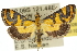  ( - 10ANIC-10328)  @15 [ ] CreativeCommons - Attribution (2010) CBG Photography Group Centre for Biodiversity Genomics