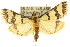  (Metallarcha eurychrysa - 10ANIC-10335)  @15 [ ] CreativeCommons - Attribution (2010) CBG Photography Group Centre for Biodiversity Genomics